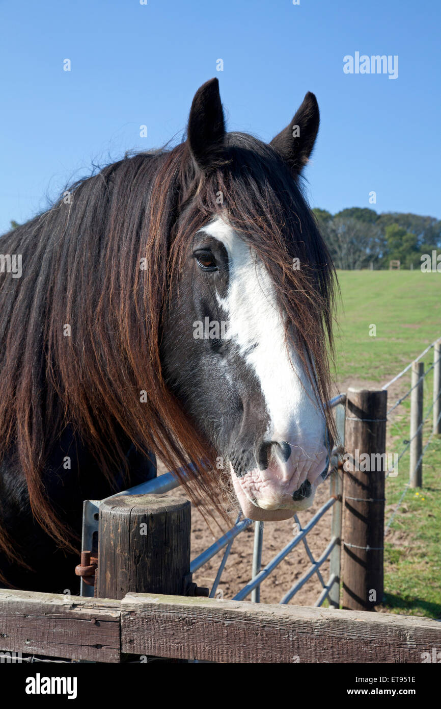 Shire horse presso la collina Santuario animale, West Runton, Norfolk Foto Stock