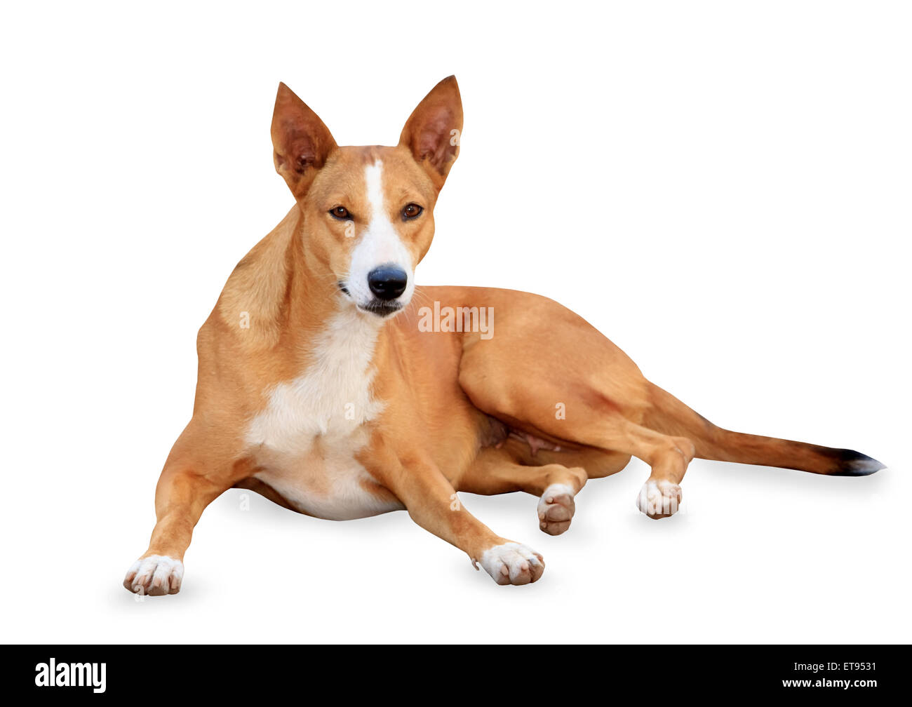 Cane bruno rilassante isolato su bianco Foto Stock