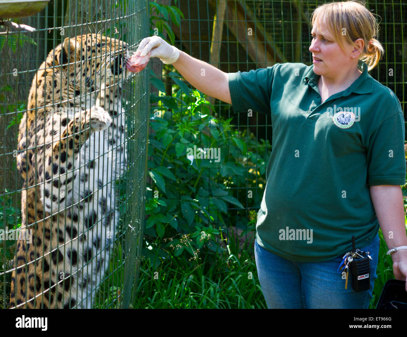 Captive leopard essendo alimentazione a mano dal custode dello zoo tempo di alimentazione Foto Stock