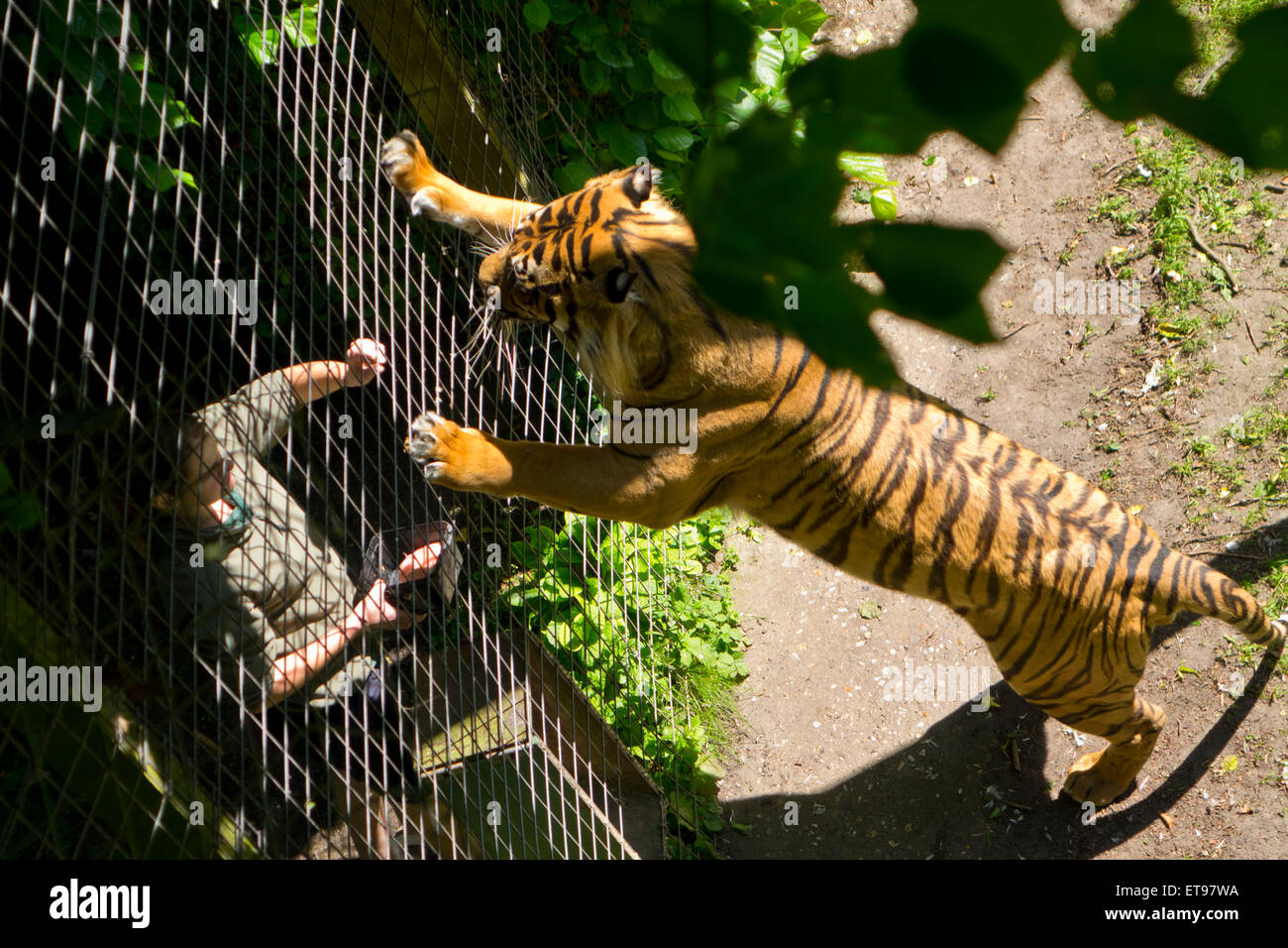 Captive tiger alimentazione a mano custode dello zoo di alimentazione gabbia di tempo Foto Stock