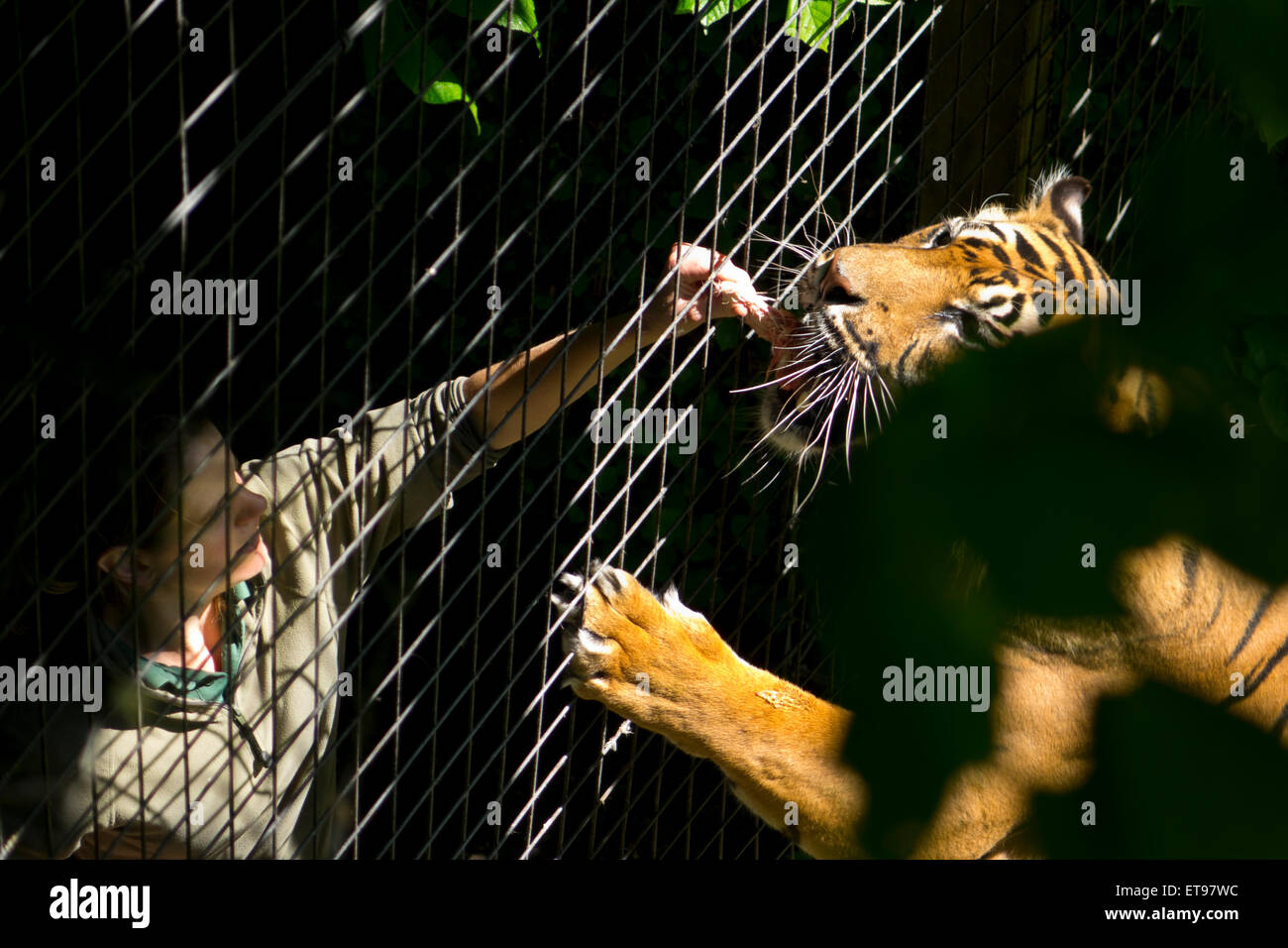 Captive tiger alimentazione a mano custode dello zoo di alimentazione gabbia di tempo Foto Stock