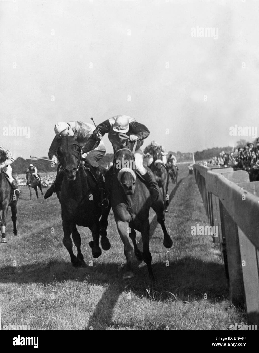 Solo una testa separata Inner Circle cavalcato da W Smith, il vincitore e Bois le Roi cavalcato da Lester Piggott in una disperata finire nella piastra Cheviot a Southampton Park. 2 agosto 1955 Foto Stock