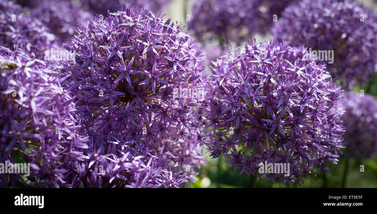 Pinneberg, Germania, viola la sfera fiori nel giardino Foto Stock