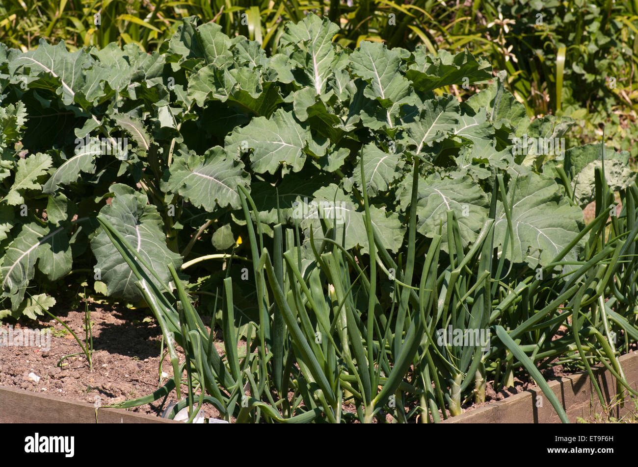 Giardino trama vegetale Foto Stock