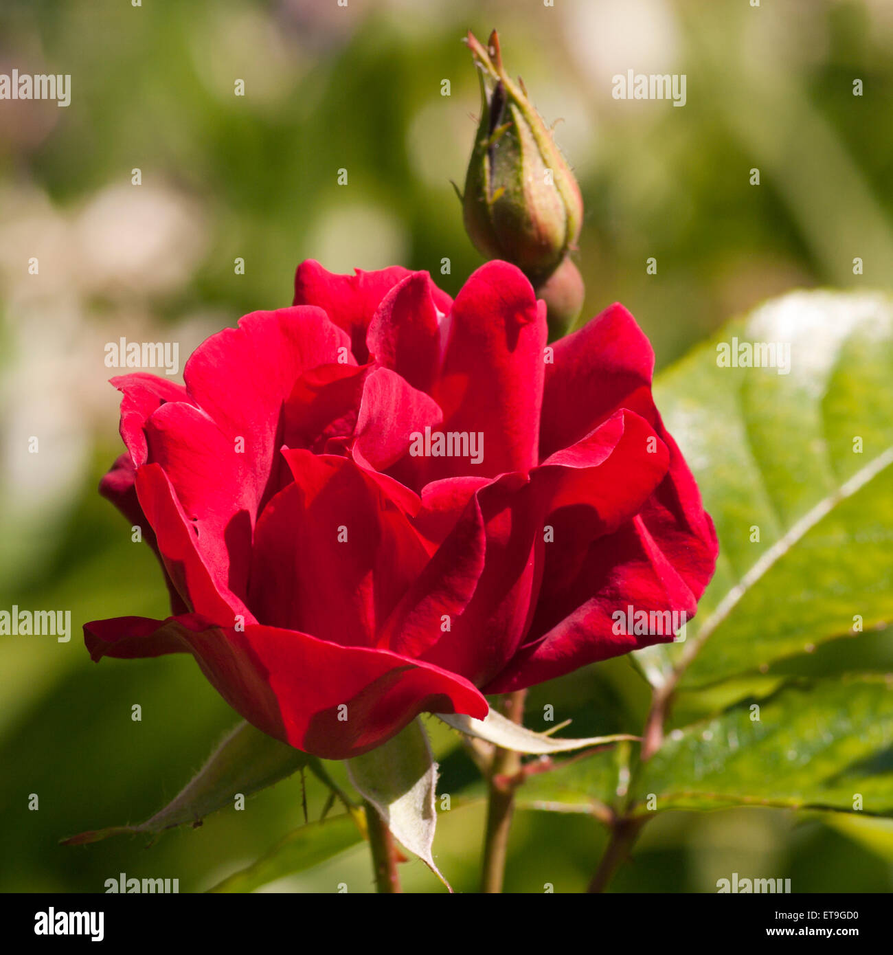 Singola rosa rossa Foto Stock