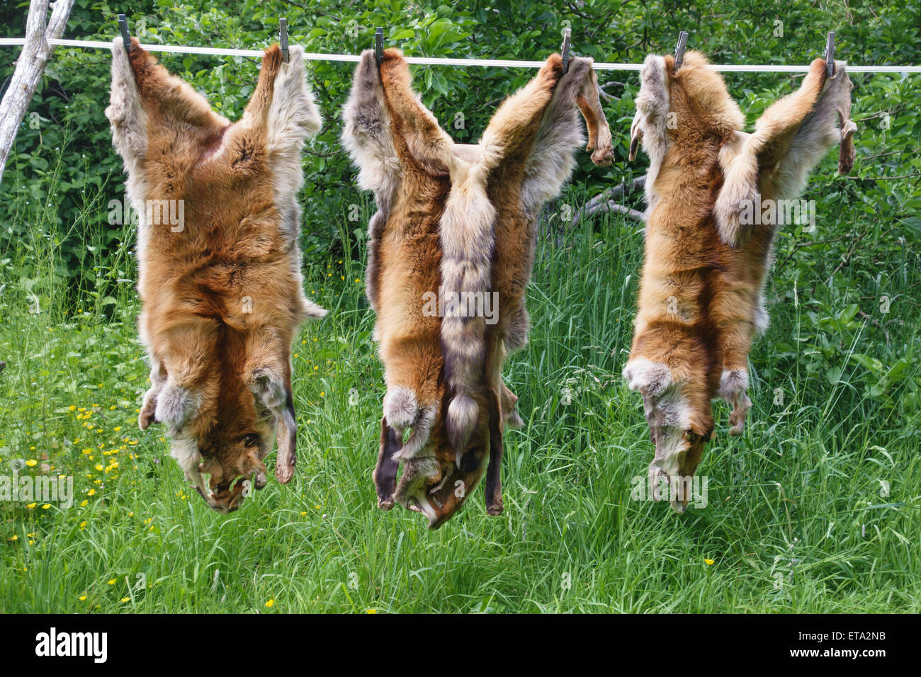 Fox indurito pellicce appeso su una linea ad aria, REGNO UNITO Foto Stock