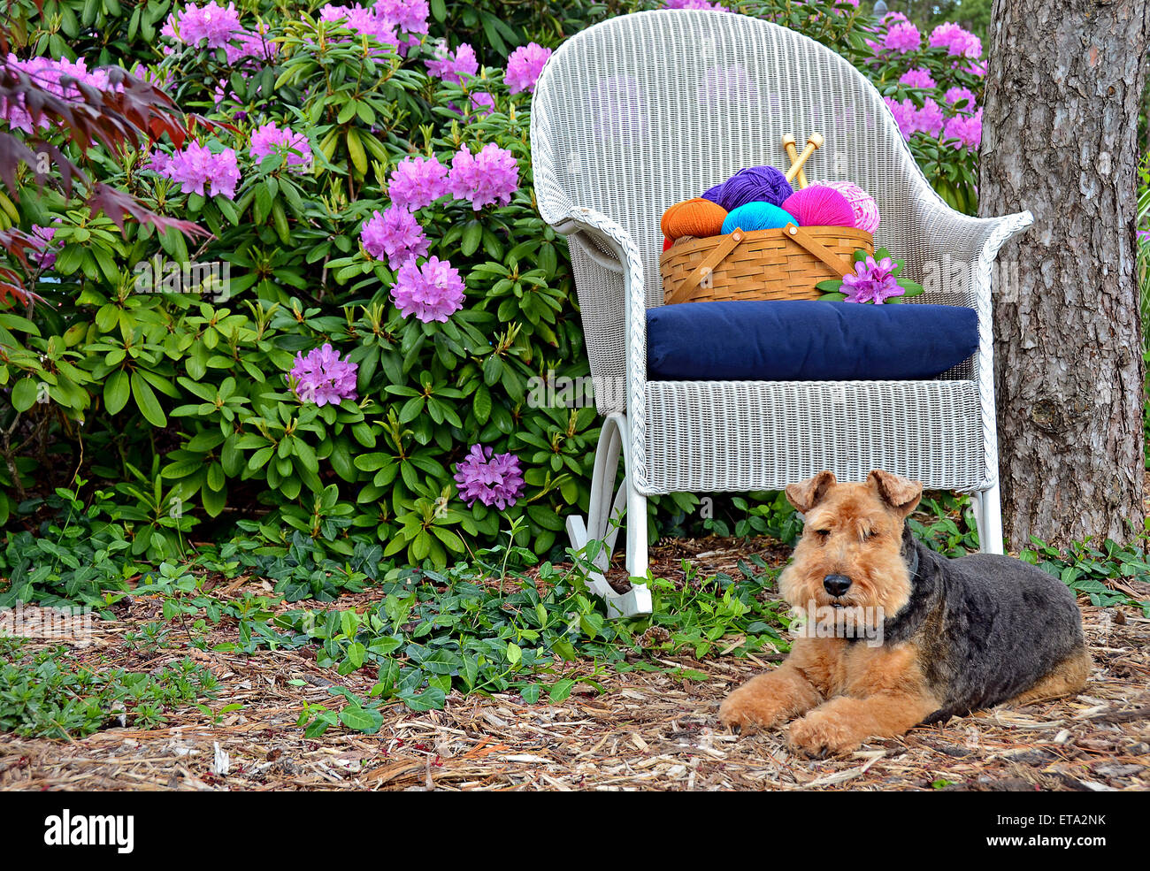 Welsh Terrier in giardino di rododendro con filato sul cesto di vimini e una sedia a dondolo. Foto Stock