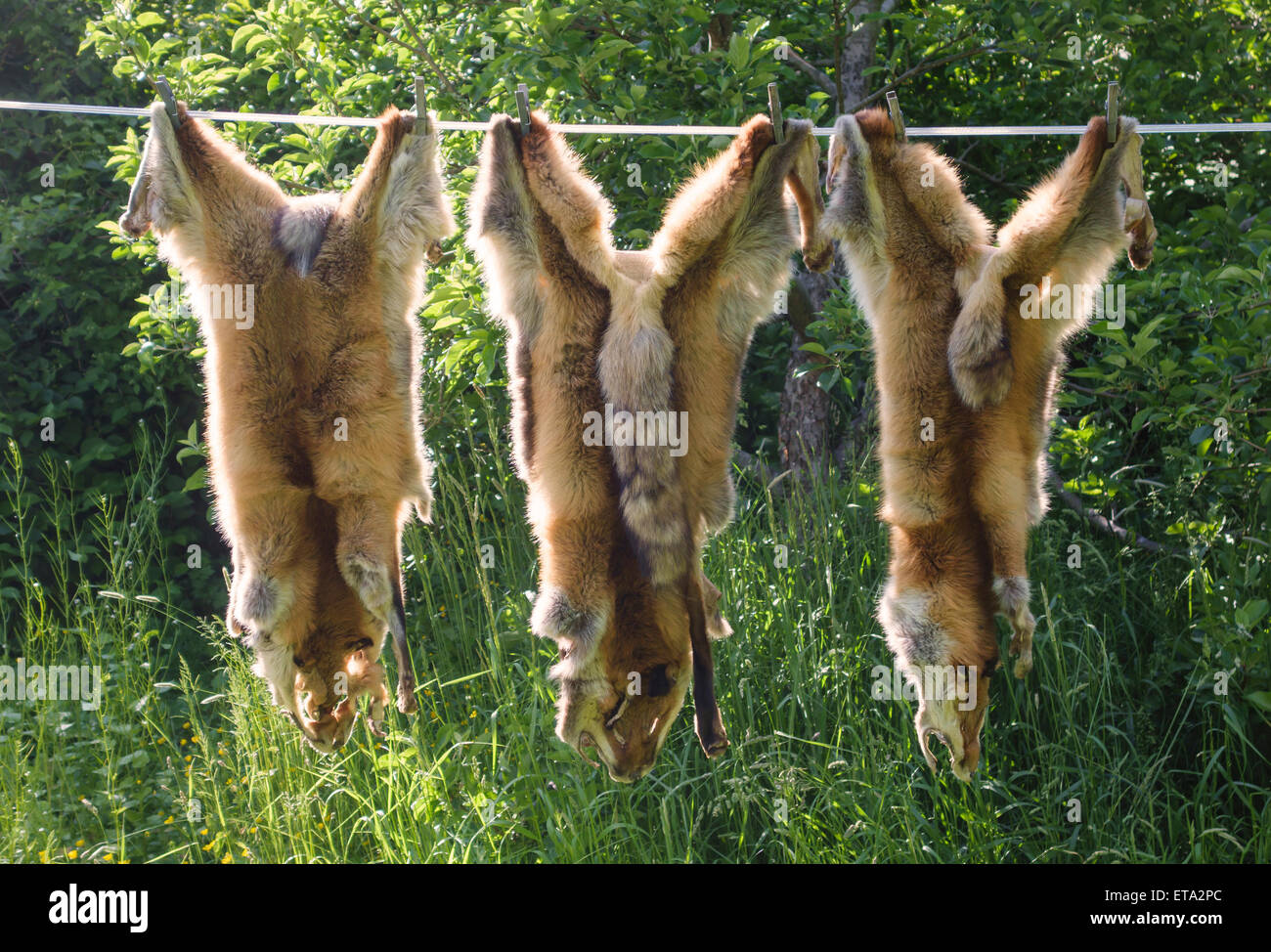 Fox indurito pellicce appeso su una linea ad aria, REGNO UNITO Foto Stock