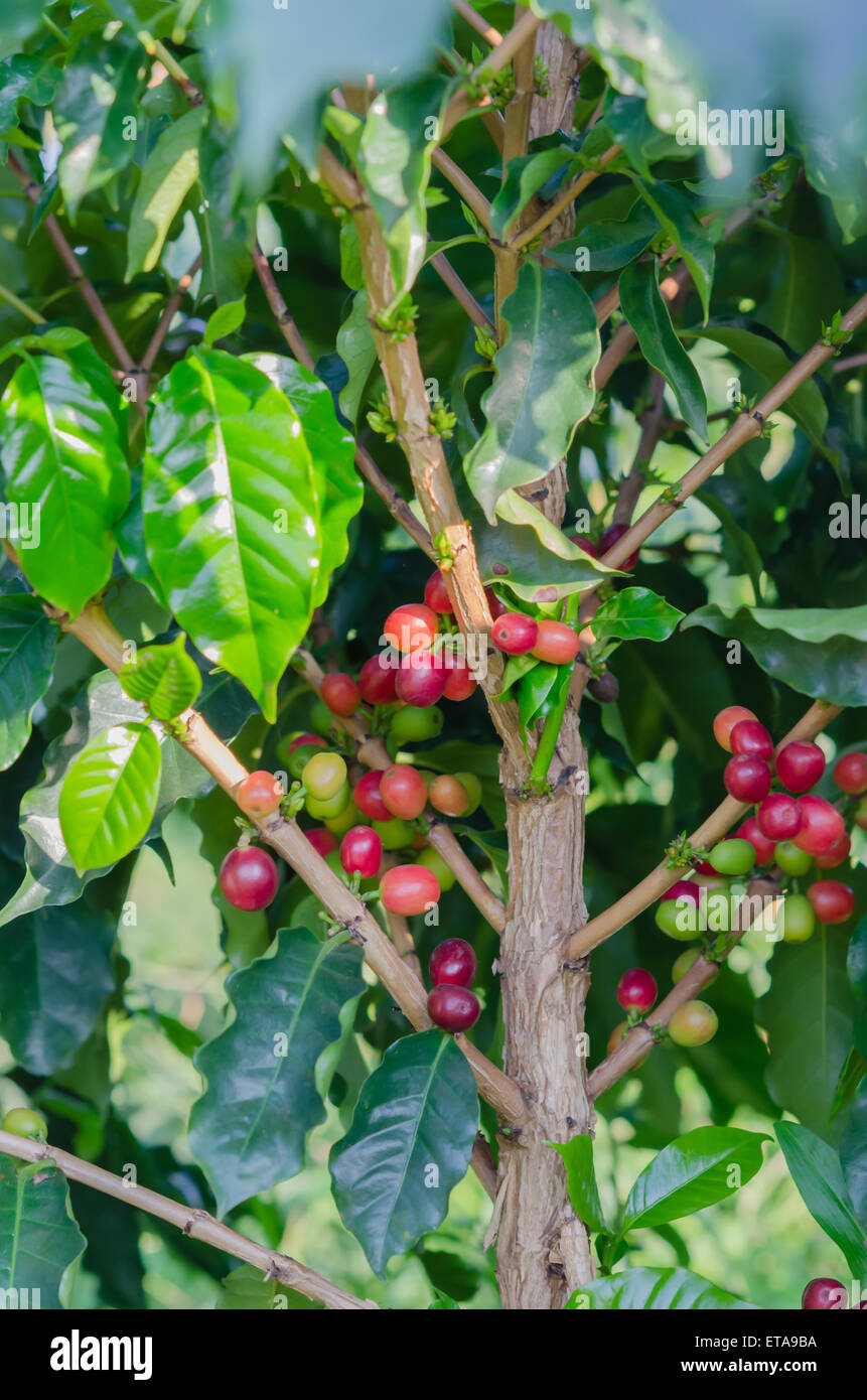 I chicchi di caffè su albero in fattoria Foto Stock
