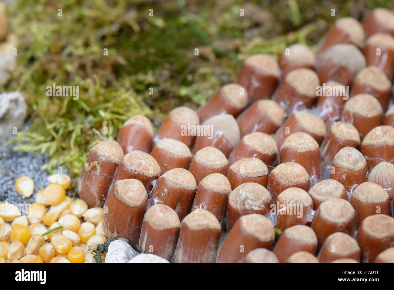 Bella composizione con materiale naturale, come frutta secca, noci, pigne, uva, nocciole e mais Foto Stock