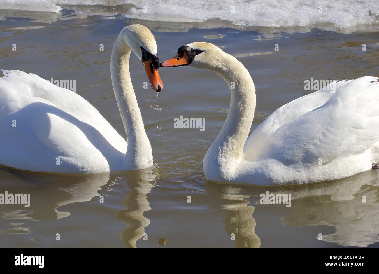 I cigni in amore Foto Stock