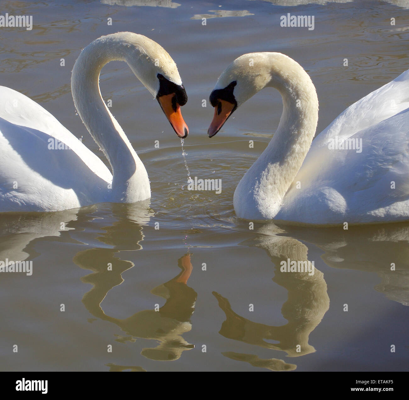 I cigni. L'amore. Cuore. Foto Stock