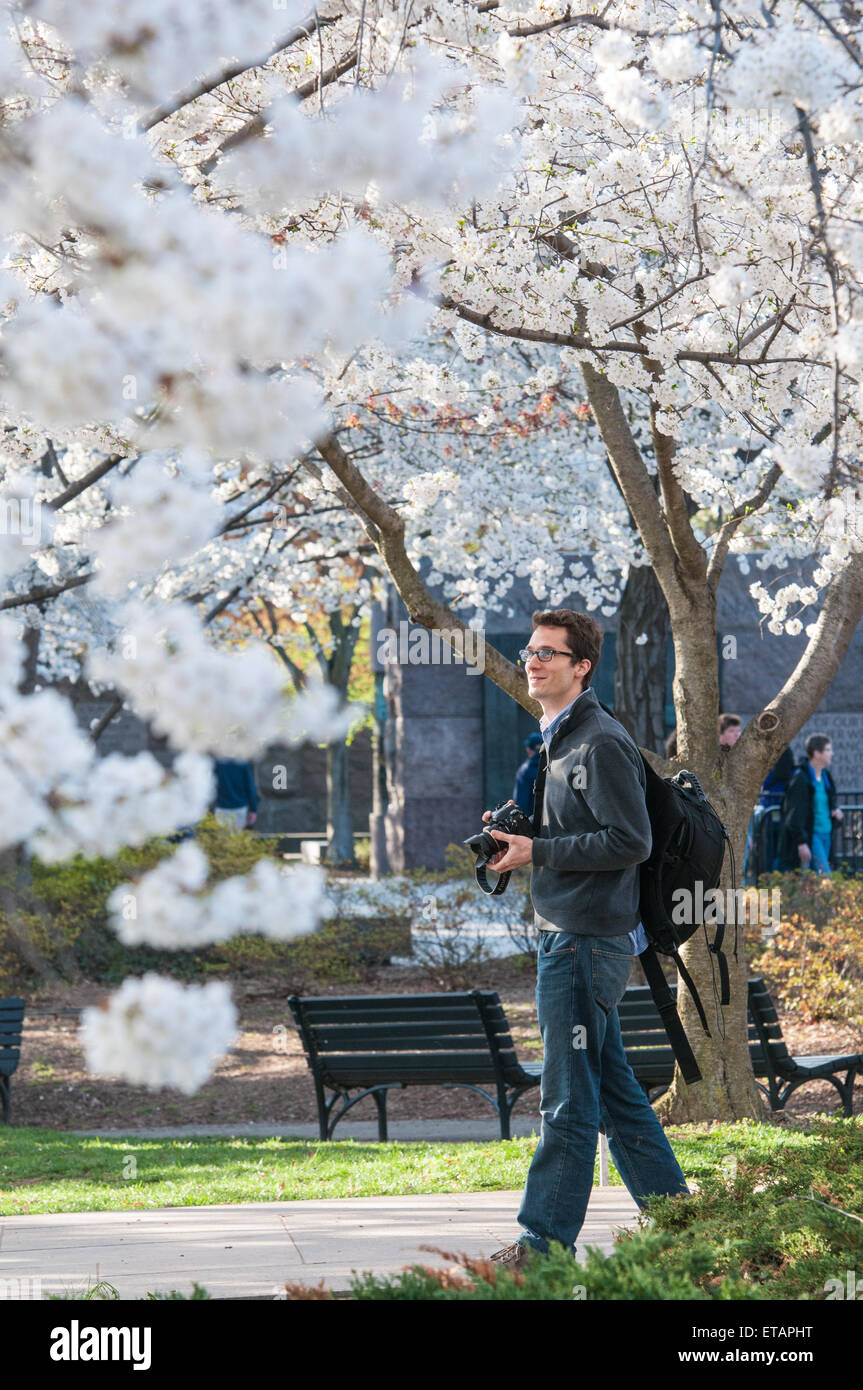 La molla la fioritura dei ciliegi in Washington, DC Foto Stock