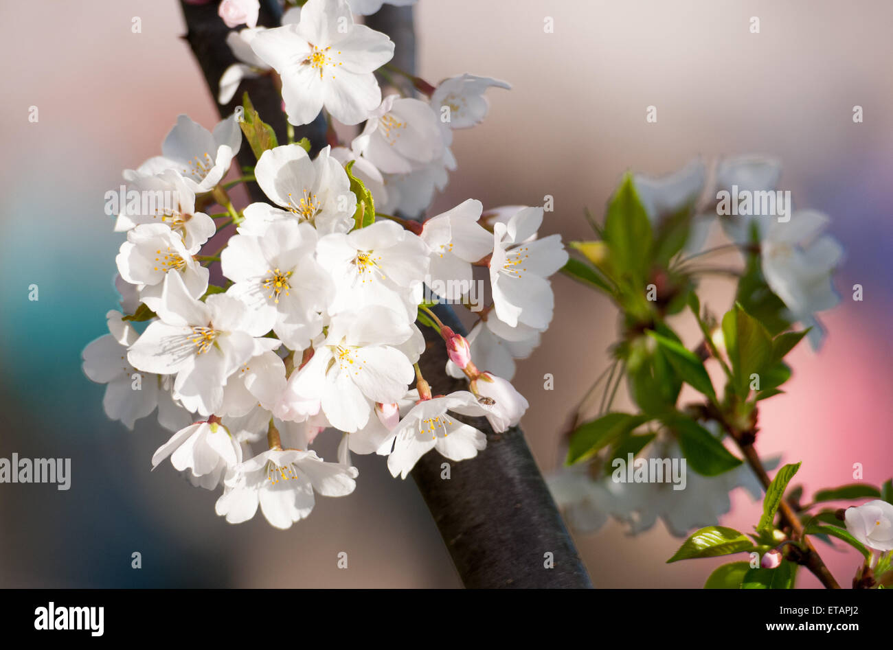 La molla la fioritura dei ciliegi in Washington, DC Foto Stock