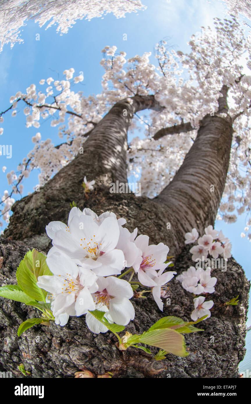La molla la fioritura dei ciliegi in Washington, DC Foto Stock