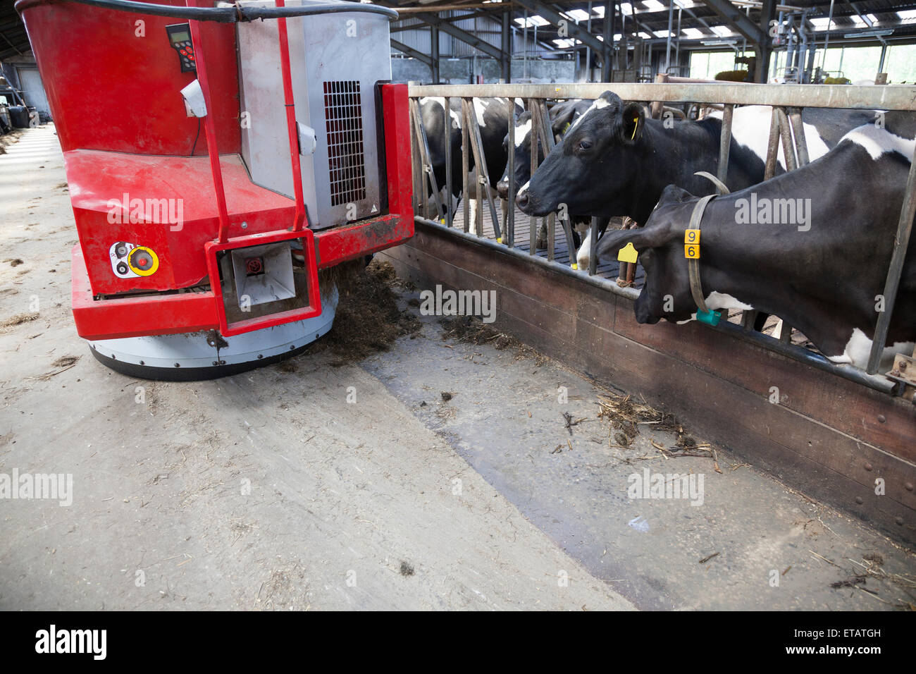 In bianco e nero di mucche in posizione stabile di attendere per il cibo dal rosso robot di alimentazione Foto Stock