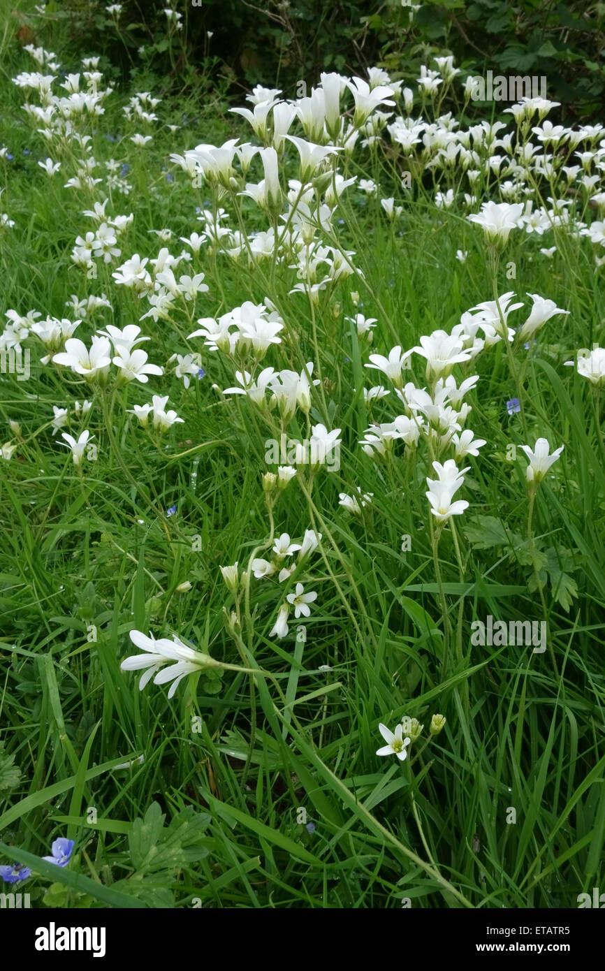 Prato sassifraga, Saxifraga granulata, bianco di piante fiorite in ben pascolato pascoli, Berkshire, Giugno Foto Stock
