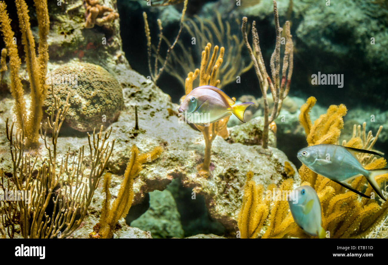 Colorata barriera corallina caraibica e bellissimi pesciolini Foto Stock