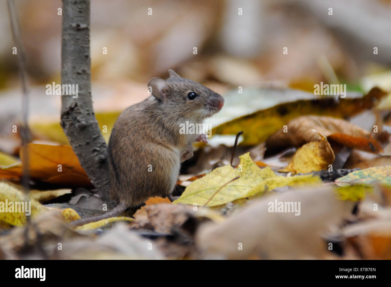 Strisce campo Mouse tra foglie secche Foto Stock