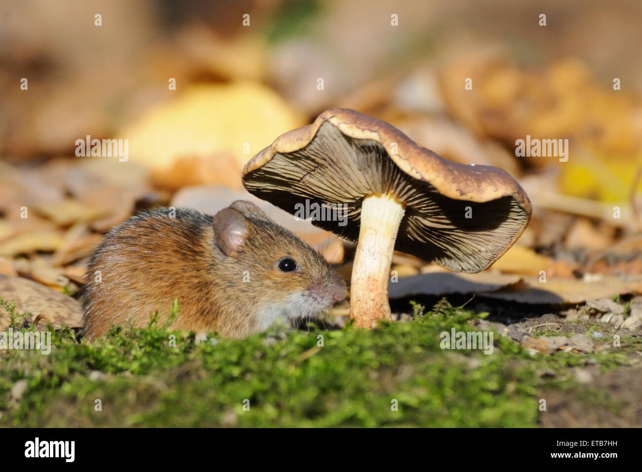Strisce campo Mouse sotto il fungo Foto Stock
