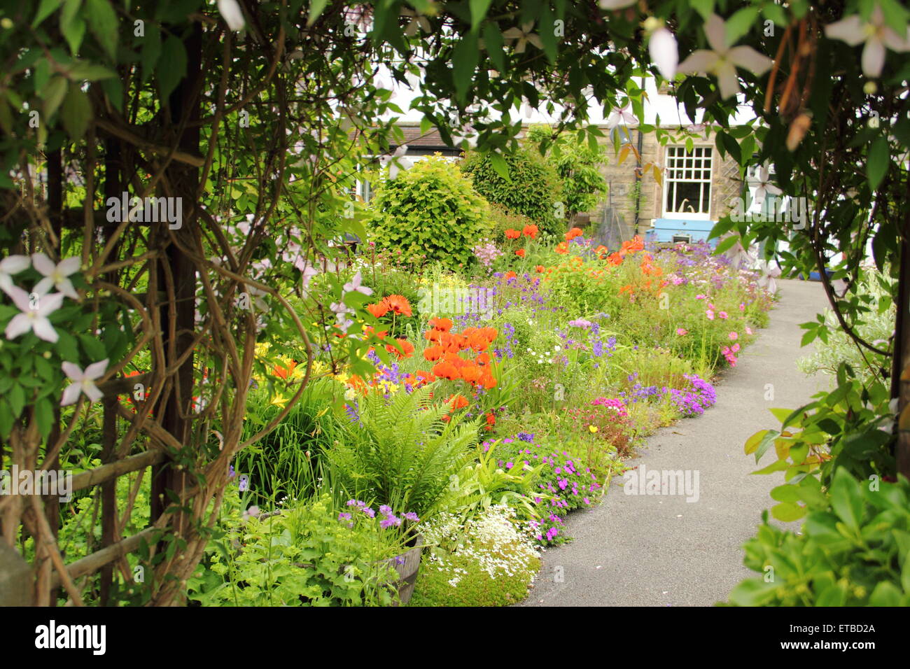 Un giardino cottage confine punteggiato da papaveri orientali, aquilegias e felci fiorisce nel Peak District, DERBYSHIRE REGNO UNITO Foto Stock