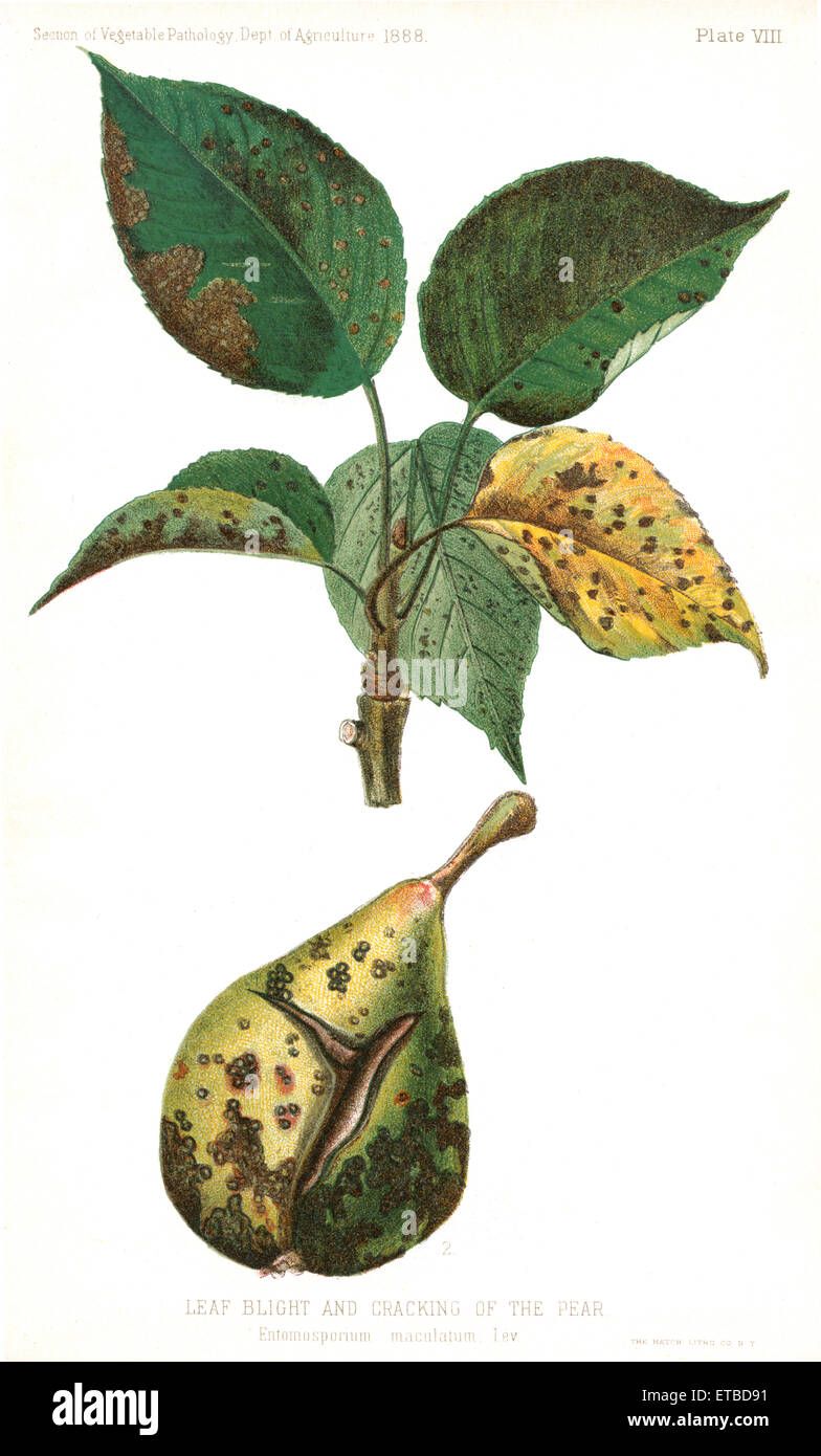 Avvizzimento di foglia e cracking di pera, Entomosporium Maculatum, Lev., relazione del Commissario per l'agricoltura, noi Dept di agricoltura, illustrazione, 1888 Foto Stock