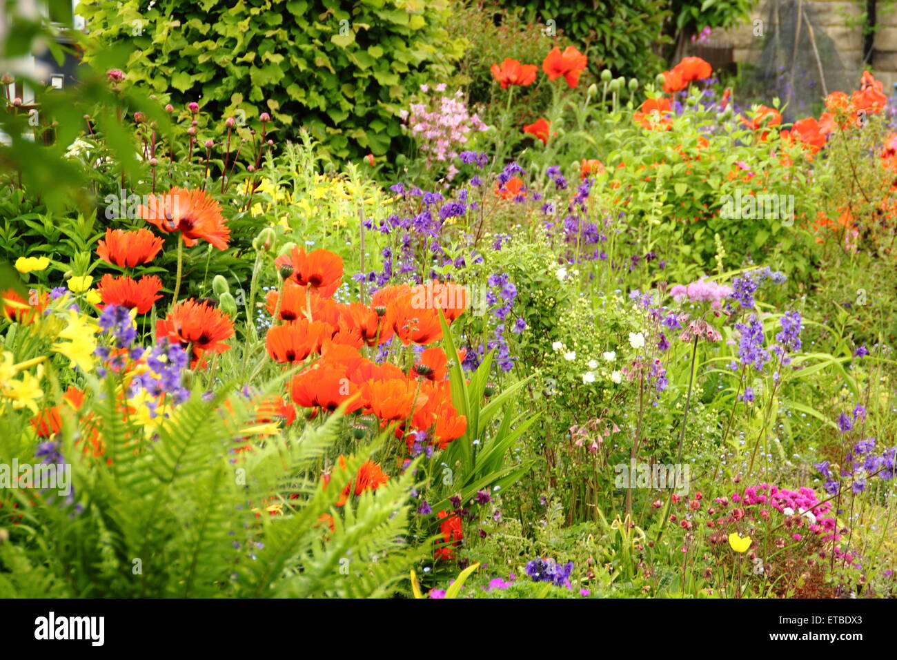 Un cottage Inglese giardino confine punteggiato da papaveri orientali, aquilegias e felci in un giorno caldo e soleggiato, England Regno Unito - Giugno Foto Stock