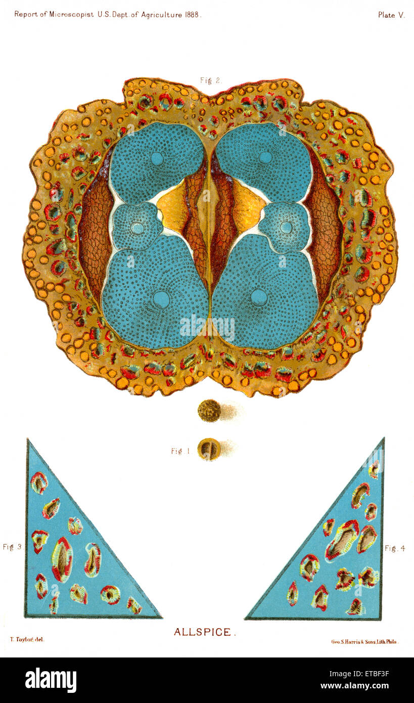 Pepe della Giamaica, relazione del Commissario per l'agricoltura, noi Dept di agricoltura, illustrazione, 1888 Foto Stock