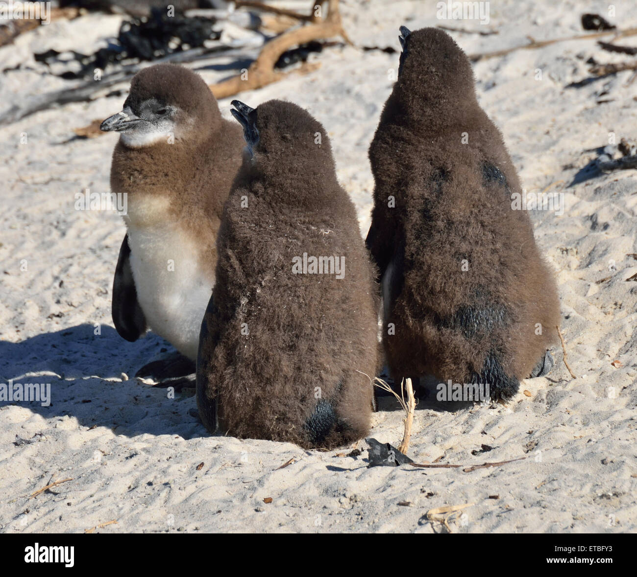 Giovani Pinguini, Boulders Beach, Città del Capo, Sud Africa 150424 71684 Foto Stock