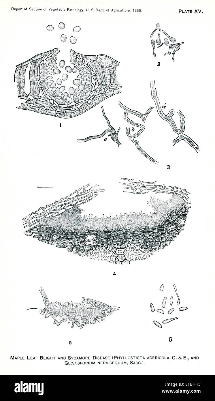Leaf-Spot malattia dell'acero, Maple-Leaf batterico, e malattia di sicomoro, relazione del Commissario per l'agricoltura, noi Dept di agricoltura, illustrazione, 1888 Foto Stock