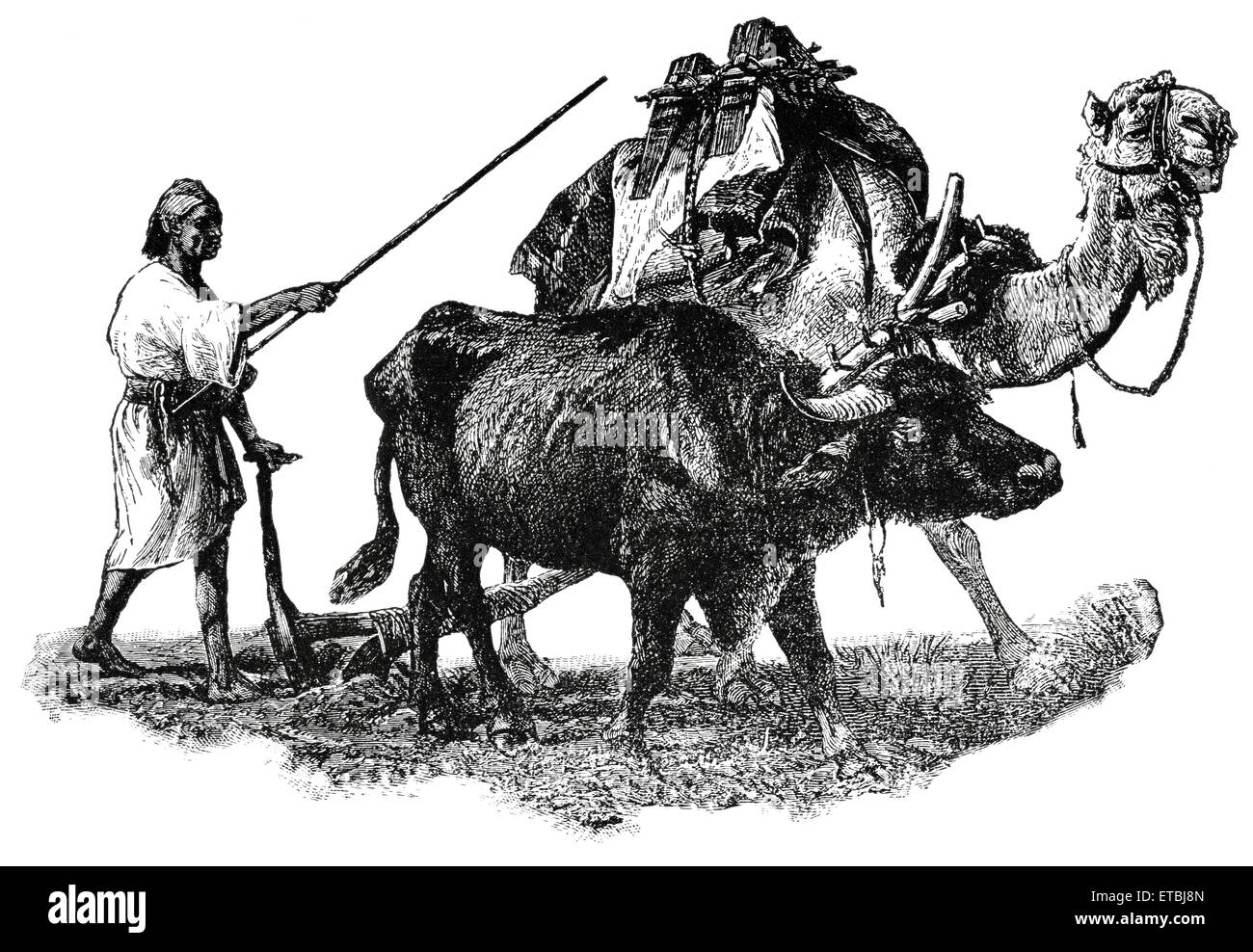 Agricoltore Campo di aratura con il cammello e il bue, Egitto, 'Classico portafoglio di vettori primitivi', da Marshall M. Kirman, ferroviarie del mondo Publ. Co., illustrazione, 1895 Foto Stock