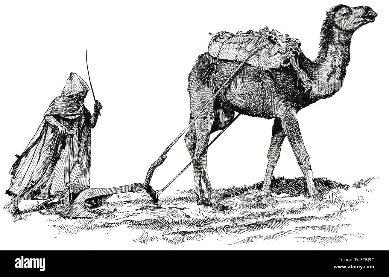 L'agricoltore e cammello Campo di aratura, Algeria, Africa, 'Classico portafoglio di vettori primitivi', da Marshall M. Kirman, ferroviarie del mondo Publ. Co., illustrazione, 1895 Foto Stock
