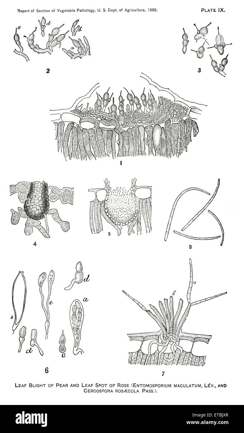 Avvizzimento di foglia di pera, macchia di foglia di rosa, Entomosporium Maculatum, Lev e Cercospora Rosaecola, Pass., relazione del Commissario per l'agricoltura, noi Dept di agricoltura, illustrazione, 1888 Foto Stock