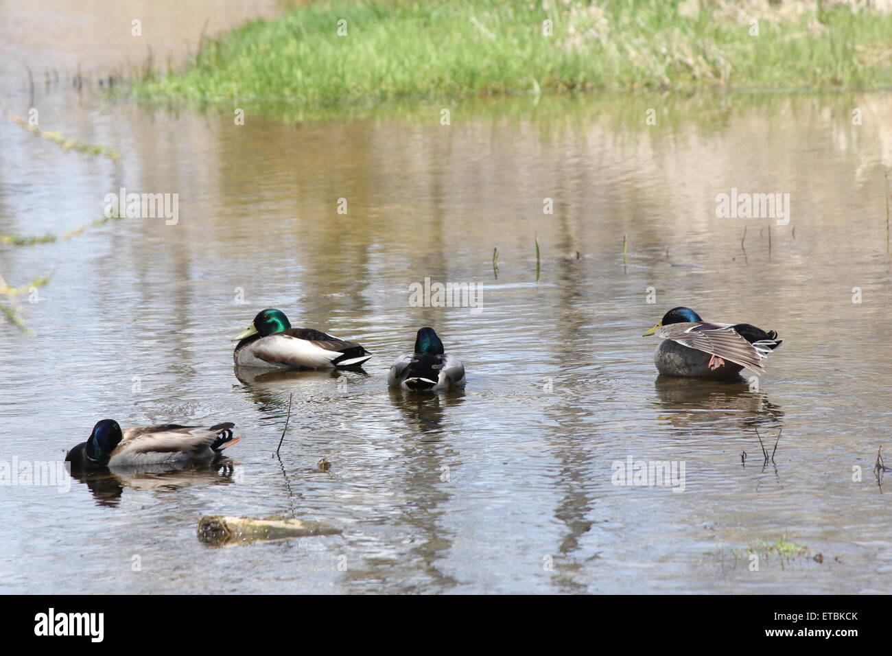 Un piccolo raggruppamento di maschio le anatre bastarde in una zona tranquilla di un piccolo ruscello. Foto Stock