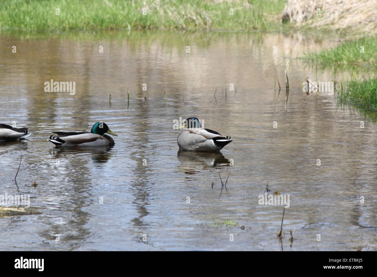 Un piccolo raggruppamento di maschio le anatre bastarde in una zona tranquilla di un piccolo ruscello. Foto Stock