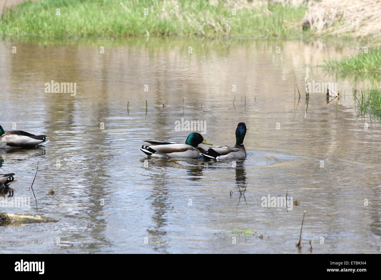 Un piccolo raggruppamento di maschio le anatre bastarde in una zona tranquilla di un piccolo ruscello. Foto Stock