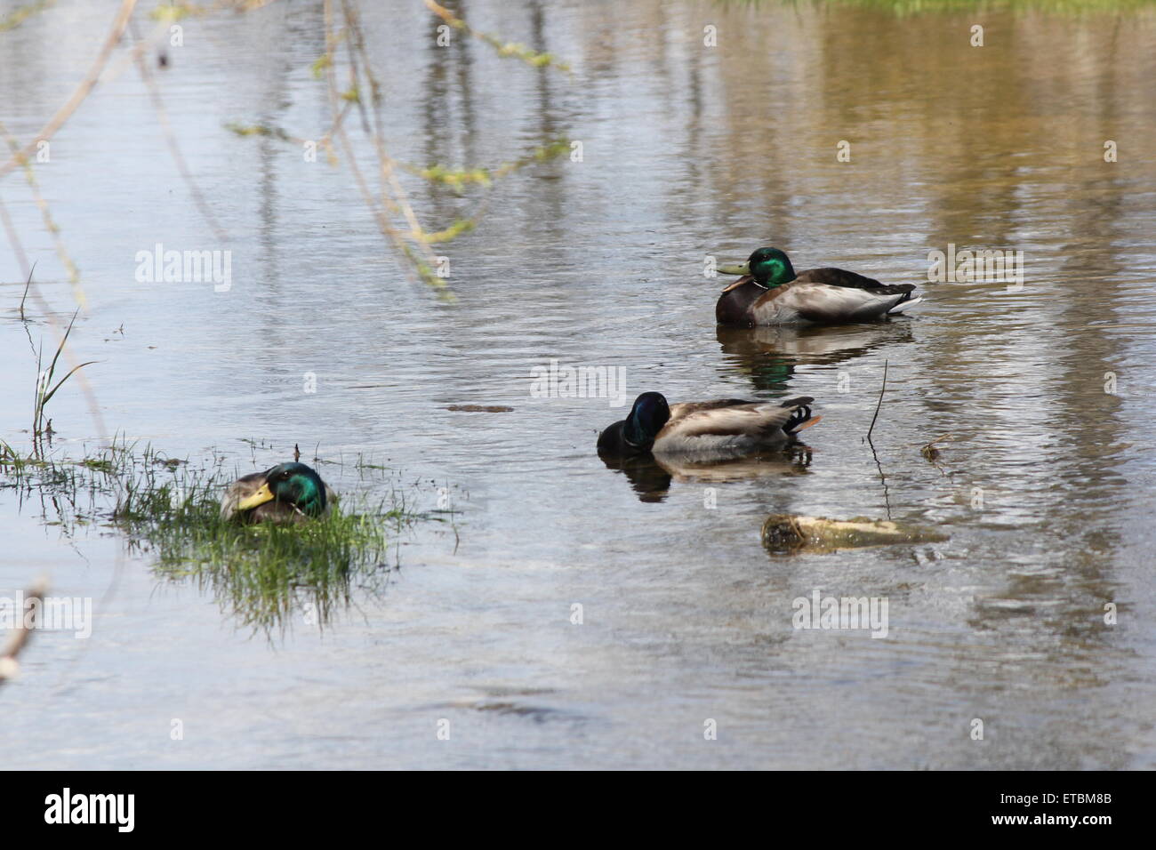 Un piccolo raggruppamento di maschio le anatre bastarde in una zona tranquilla di un piccolo ruscello. Foto Stock