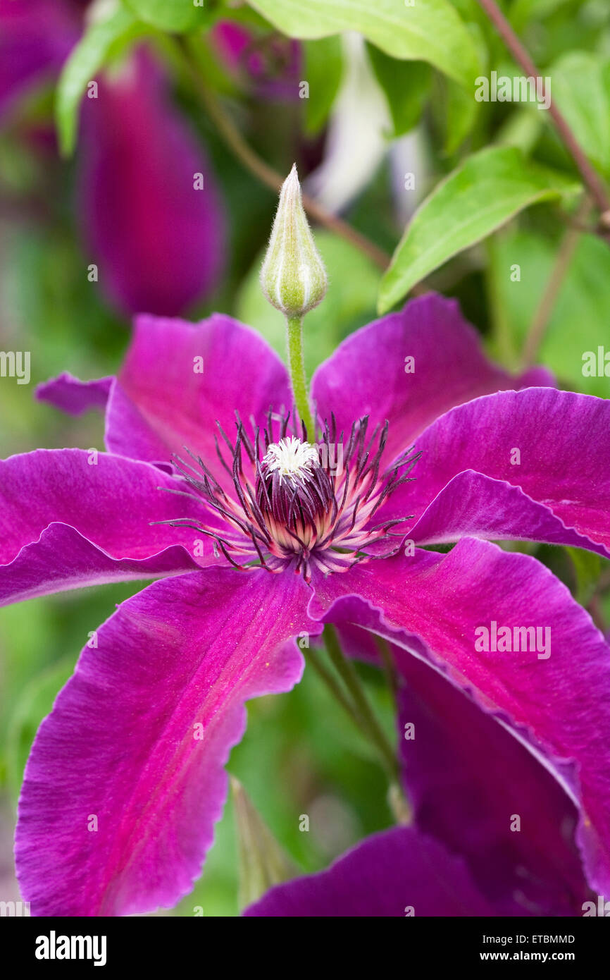 La clematide 'Huvi'. Inizio grande clematide in fiore. Foto Stock