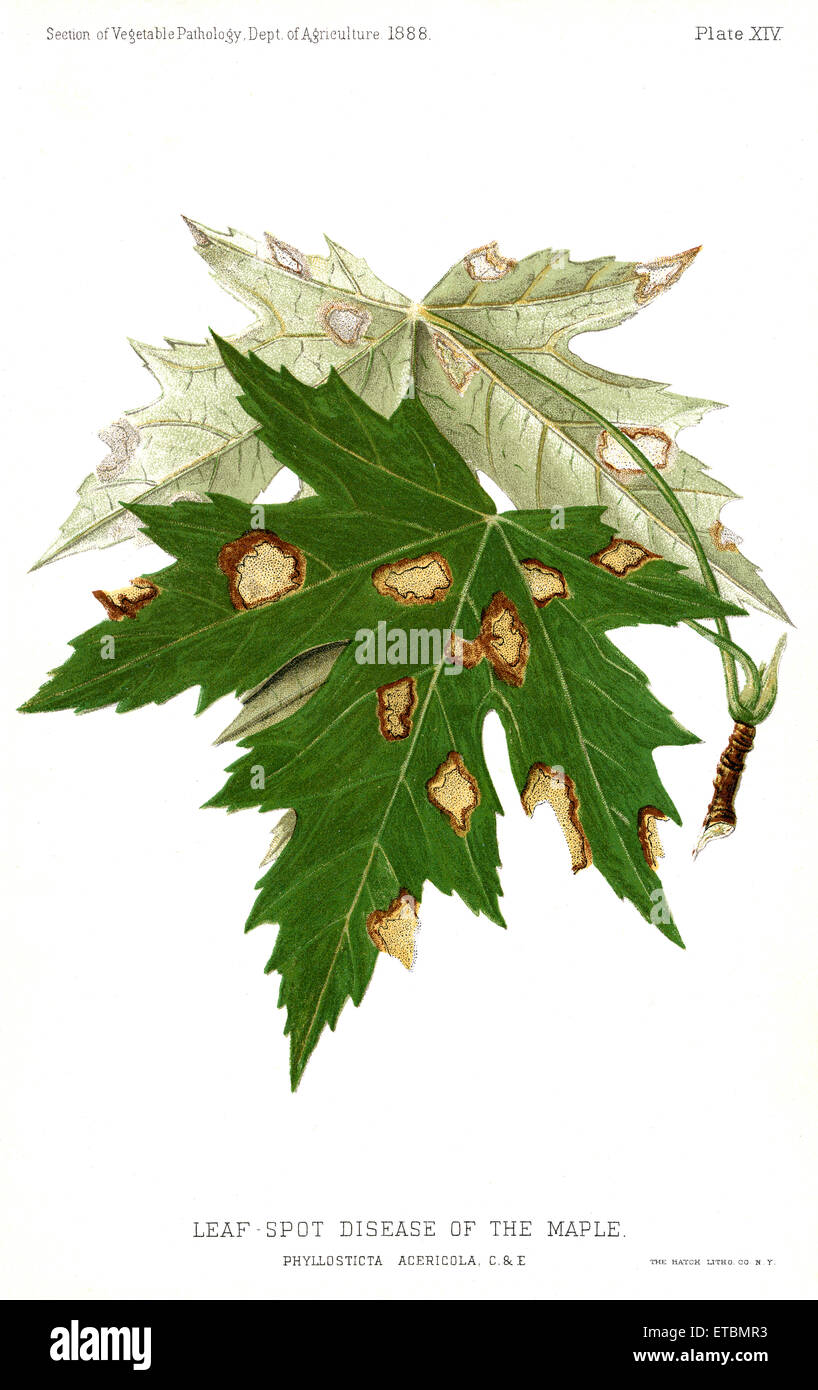 Leaf-Spot malattia dell'acero, Maple-Leaf batterico, Phyllostica Acericola, relazione del Commissario per l'agricoltura, noi Dept di agricoltura, illustrazione, 1888 Foto Stock