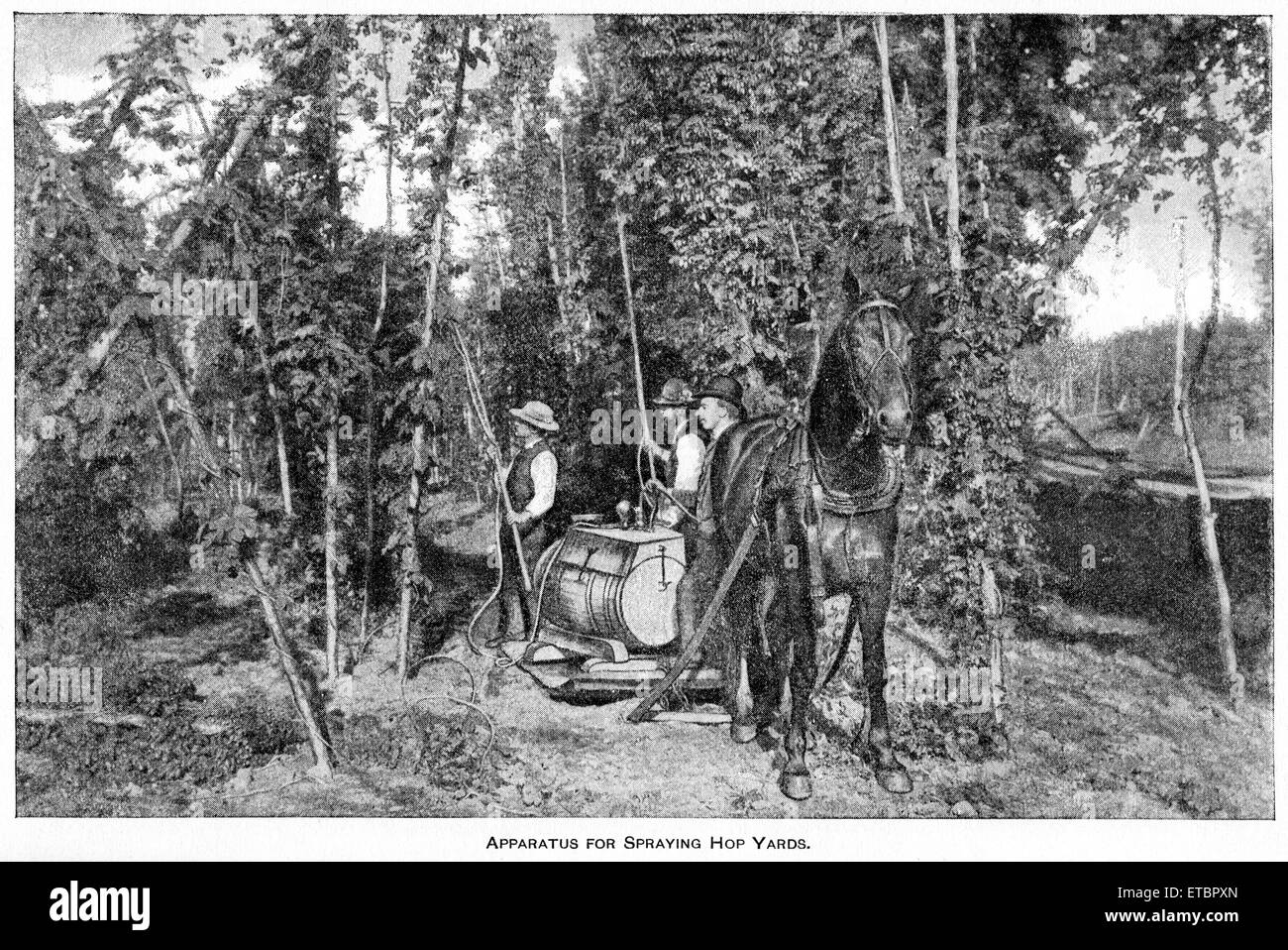 Apparecchiatura per la spruzzatura di cantieri di luppolo, relazione del Commissario per l'agricoltura, noi Dept di agricoltura, illustrazione, 1888 Foto Stock