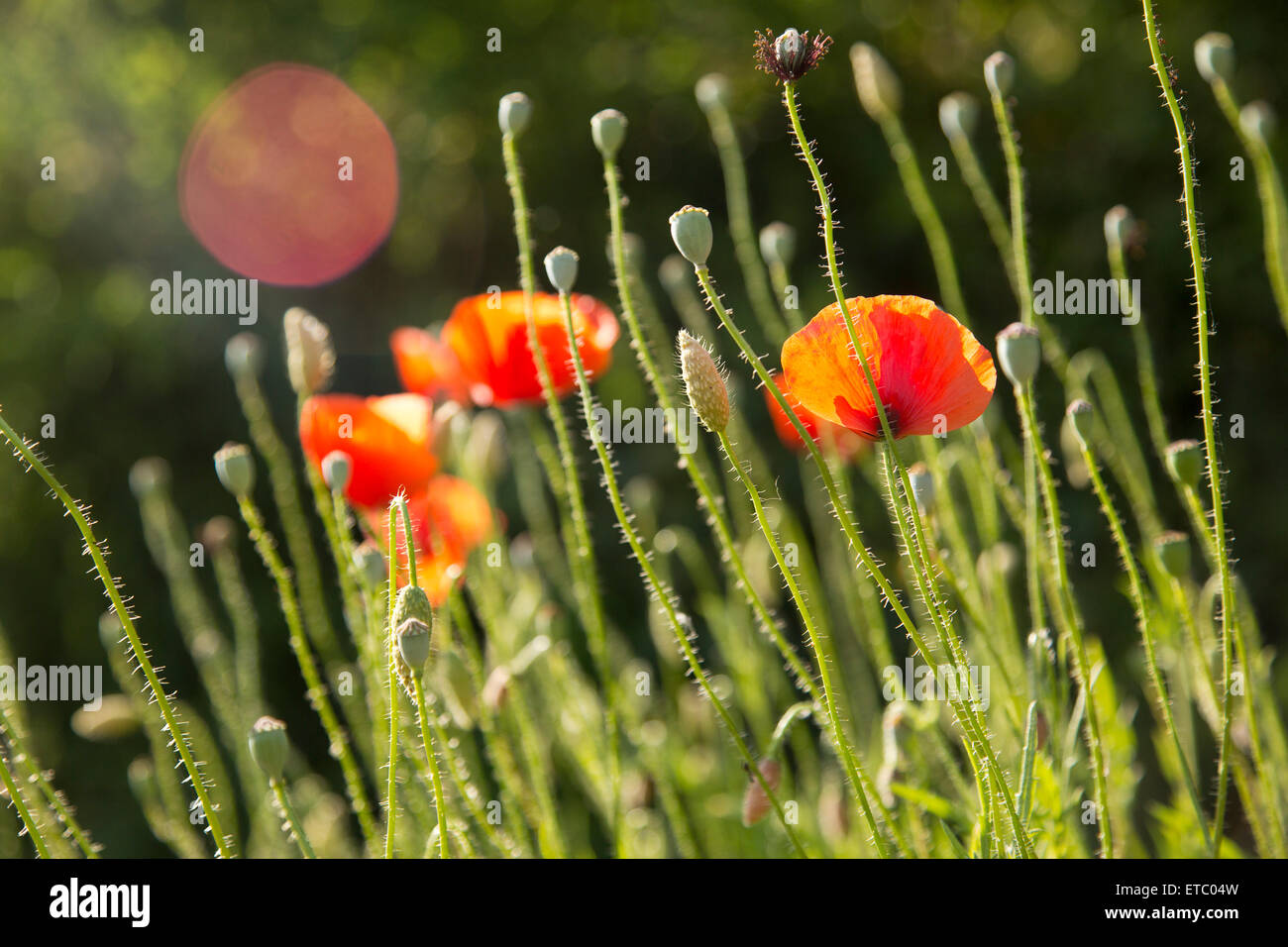 Orange papaveri e steli dei fiori sollevarsi verso il sole con lens flare. Foto Stock