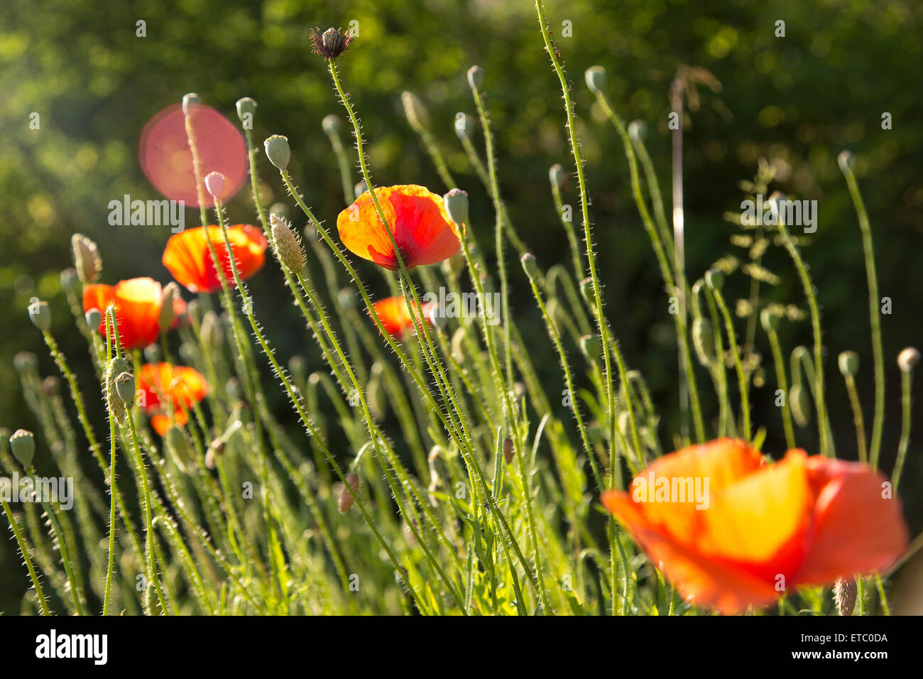 Orange papaveri e steli dei fiori sollevarsi verso il sole con lens flare. Foto Stock