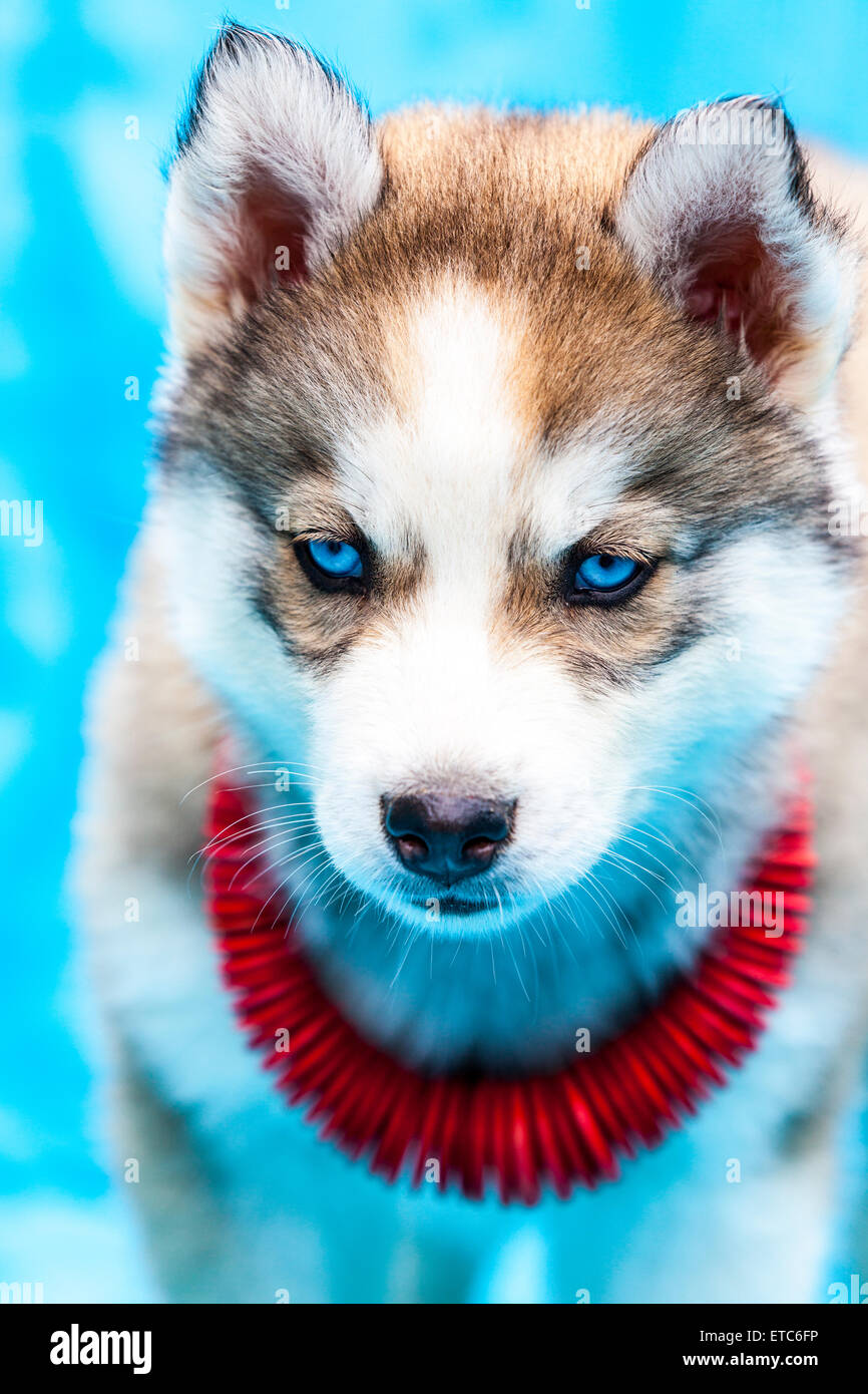 Alaskan Husky cuccioli indossare gioielli ritratti Foto Stock