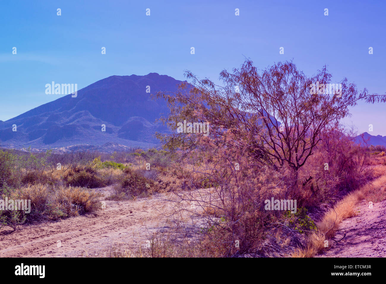 Area montuosa della western del Deserto di Sonora in Messico Foto Stock