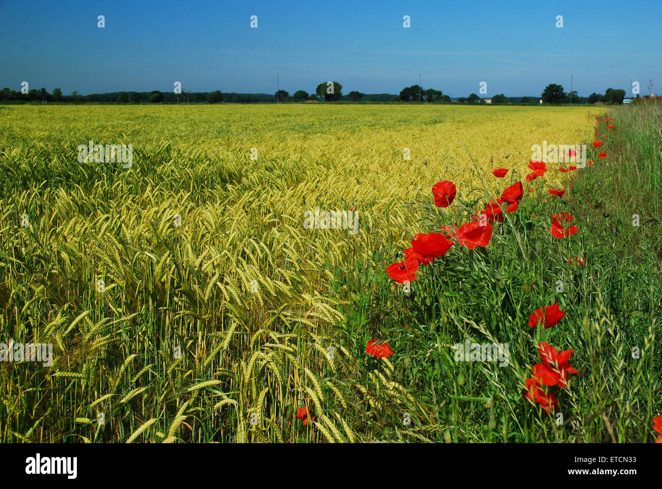 Poppies in campo di grano vicino Srax Power Station in Yorkshire Foto Stock