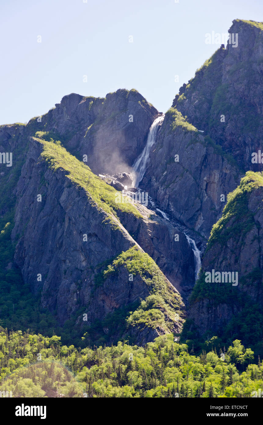 La foresta di abete rosso nel Parco Nazionale Gros Morne Foto Stock