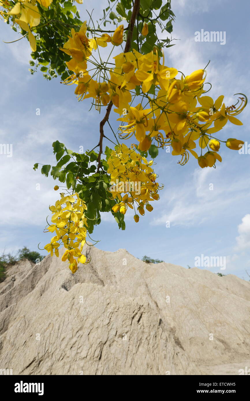 Fiori di Golden Shower Tree Foto Stock