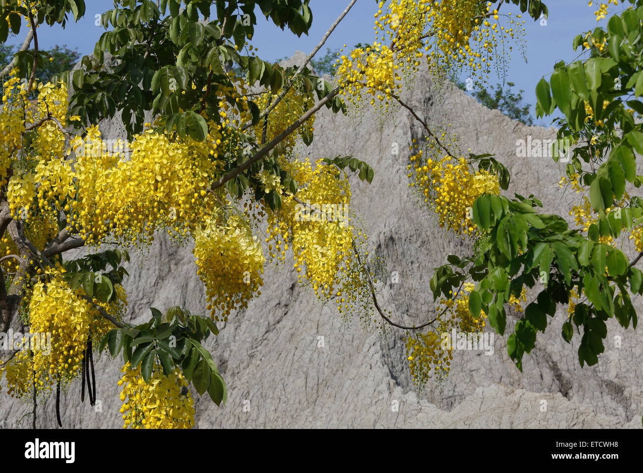 Fiori di Golden Shower Tree Foto Stock