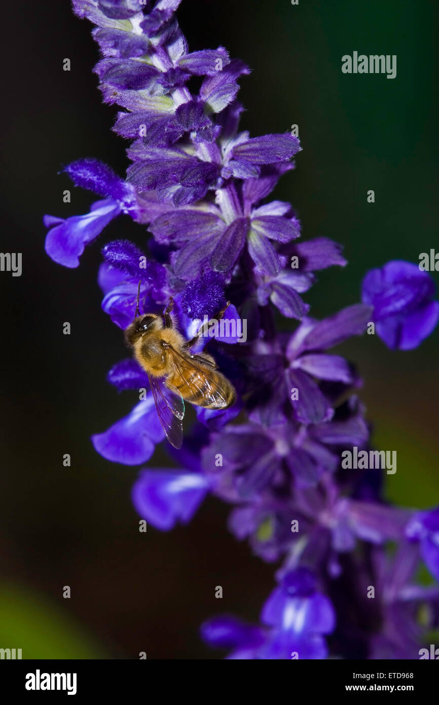 Bee per raccogliere il polline da Mealy-Cup Salvia Foto Stock