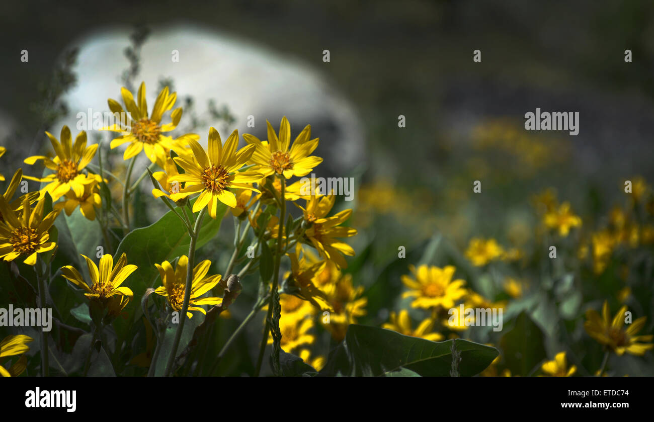 Mulo orecchie vicino a Squaw Valley Resort, California Foto Stock